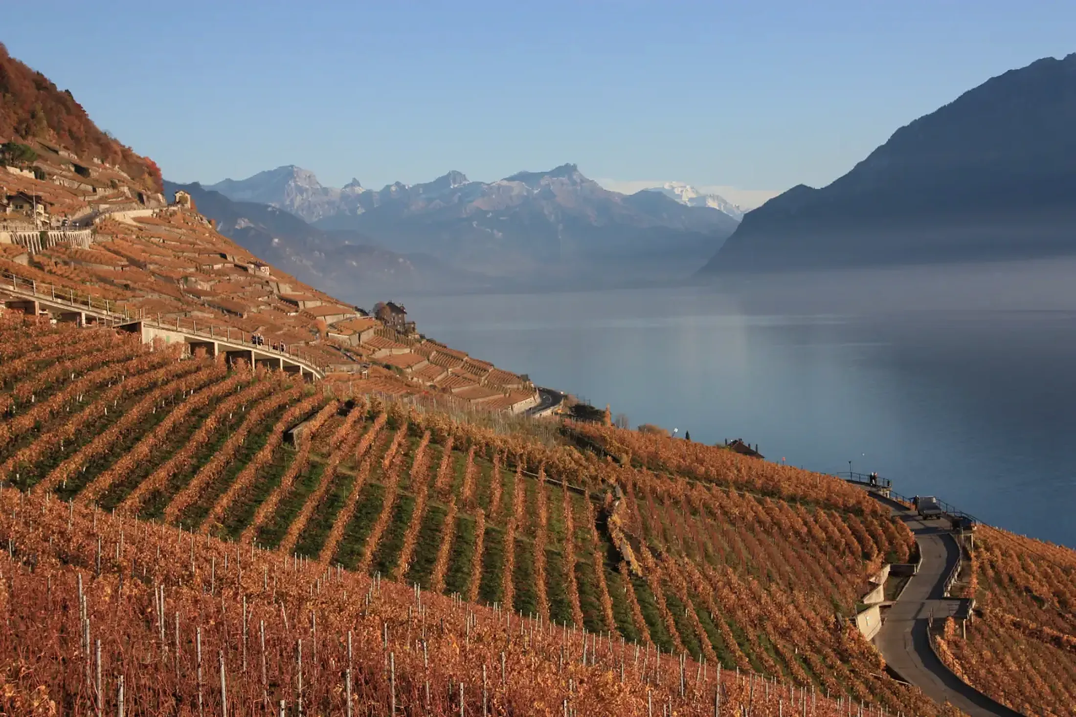 Terraced vineyards in autumn above Lake Geneva, with mountains behind
