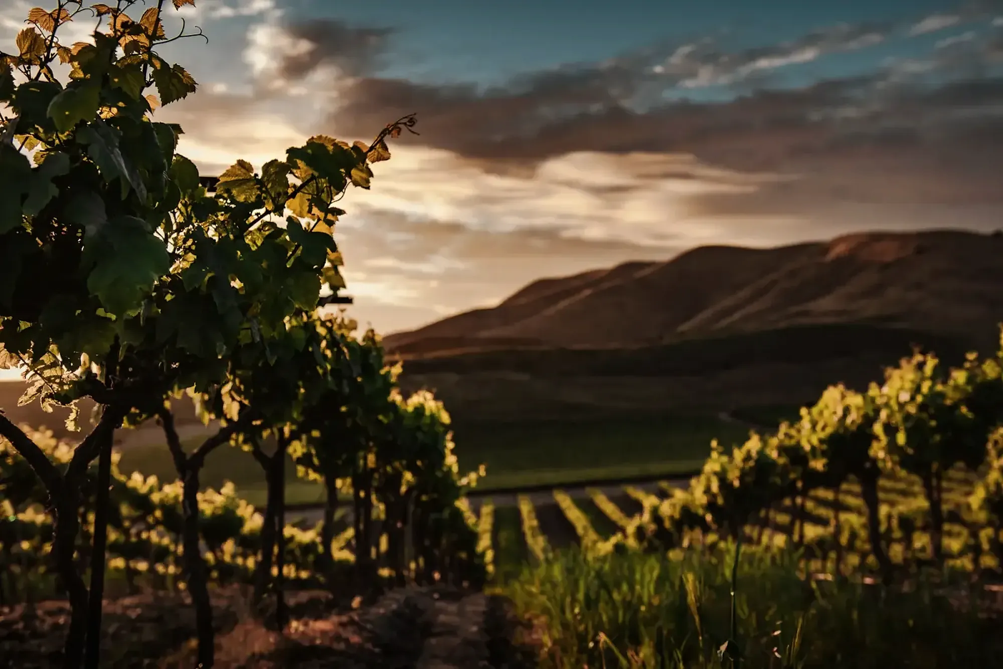 Pinot Noir rows on the hillside at sunset